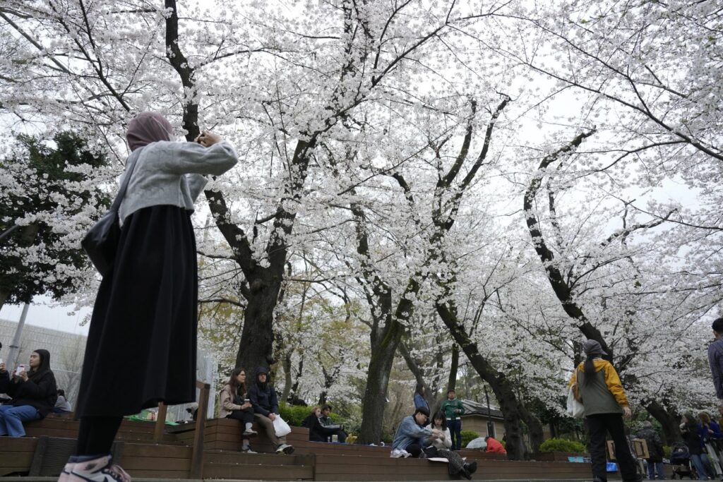 A visitor takes photos of the seasonal cherry blossoms at the Ueno Park Friday, April 5, 2024, in Tokyo.