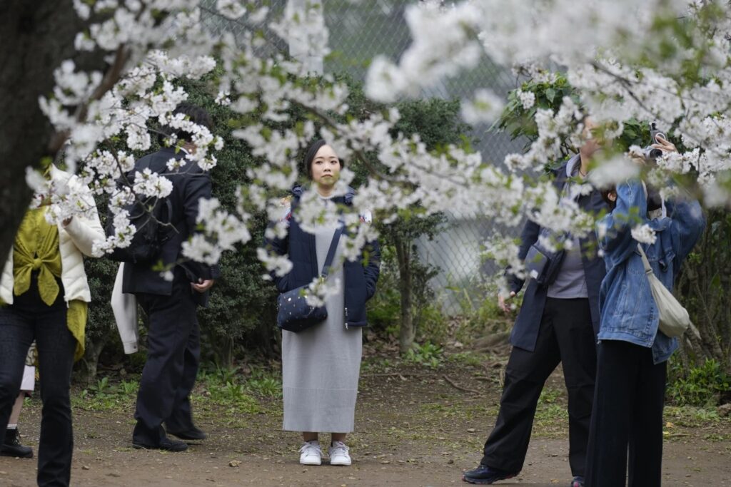 Visitors look at the seasonal cherry blossoms at the Ueno Park Friday, April 5, 2024, in Tokyo. Crowds gathered Friday in Tokyo to enjoy Japan’s famed cherry blossoms, which are blooming later than expected in the capital because of cold weather.