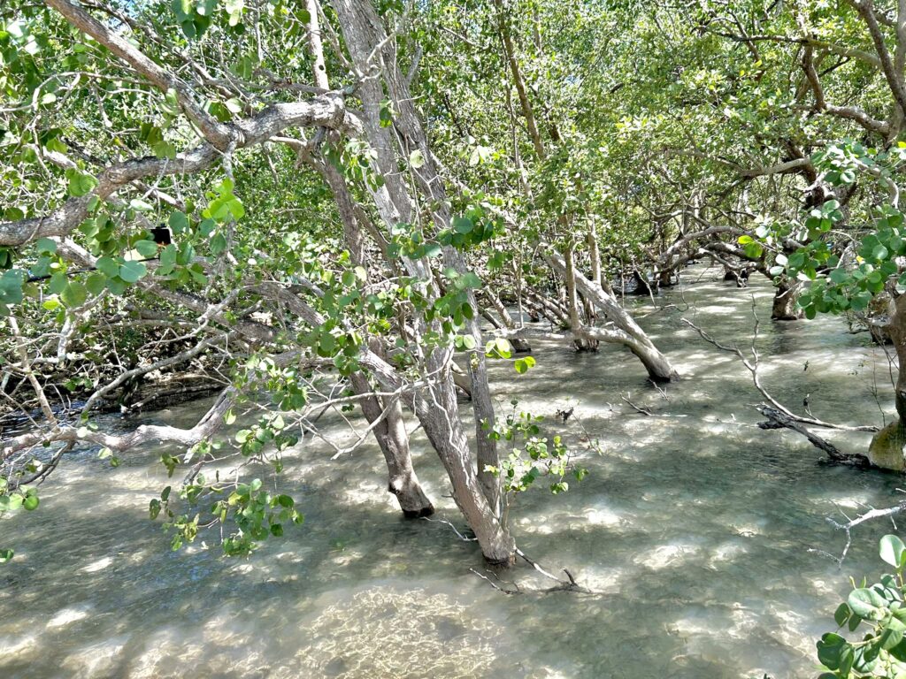 Mangroves in Tudela brgy: Protecting those that give protection, like those that grew in Barangay Villahermosa Marine Sanctuary.