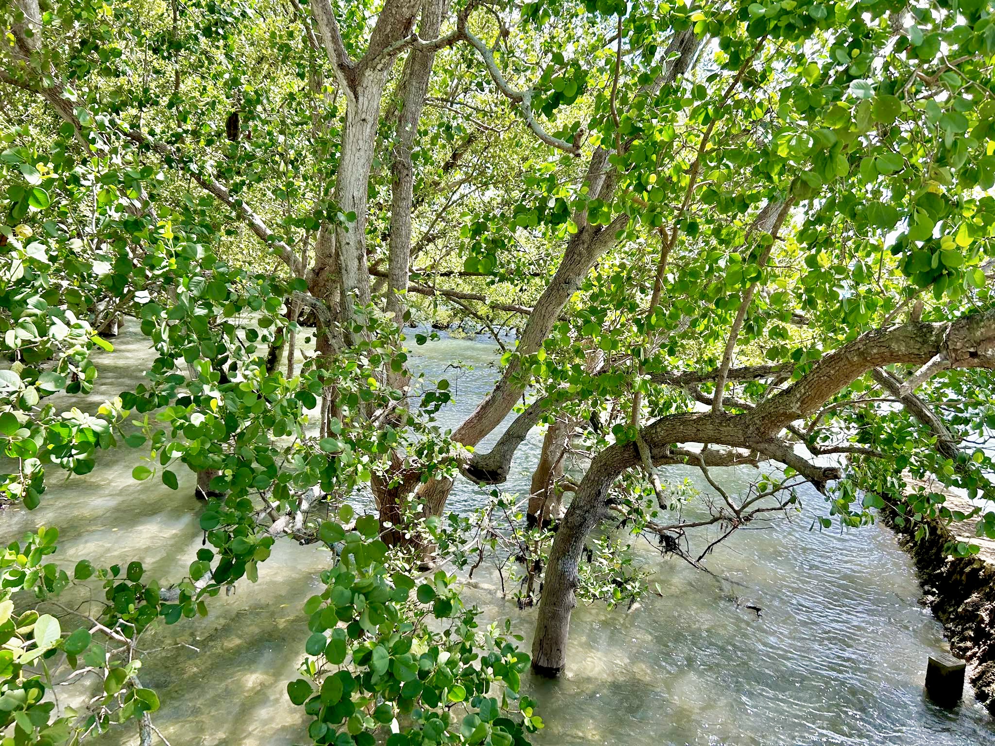 Mangroves in Tudela brgy: Protecting those that give protection