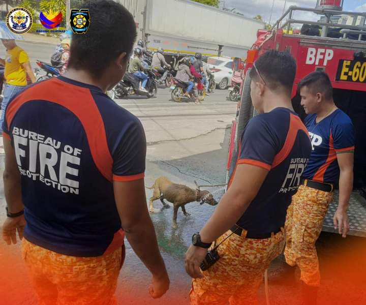 Dog trapped in Mandaue creek rescued by BFP personnel. Photo shows the firefighters who rescued the dog, bathes the dog by spraying water from a hose in a firetruck. | BFP-7