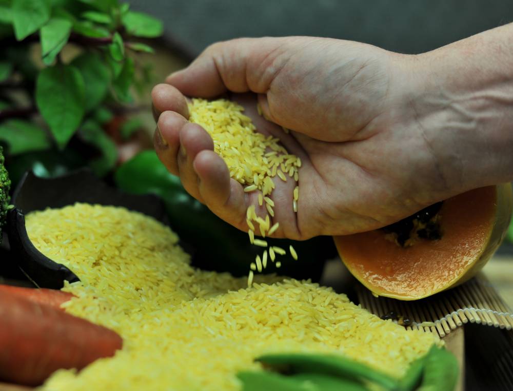 Golden Rice is unique because it contains beta carotene, which gives it a golden color.