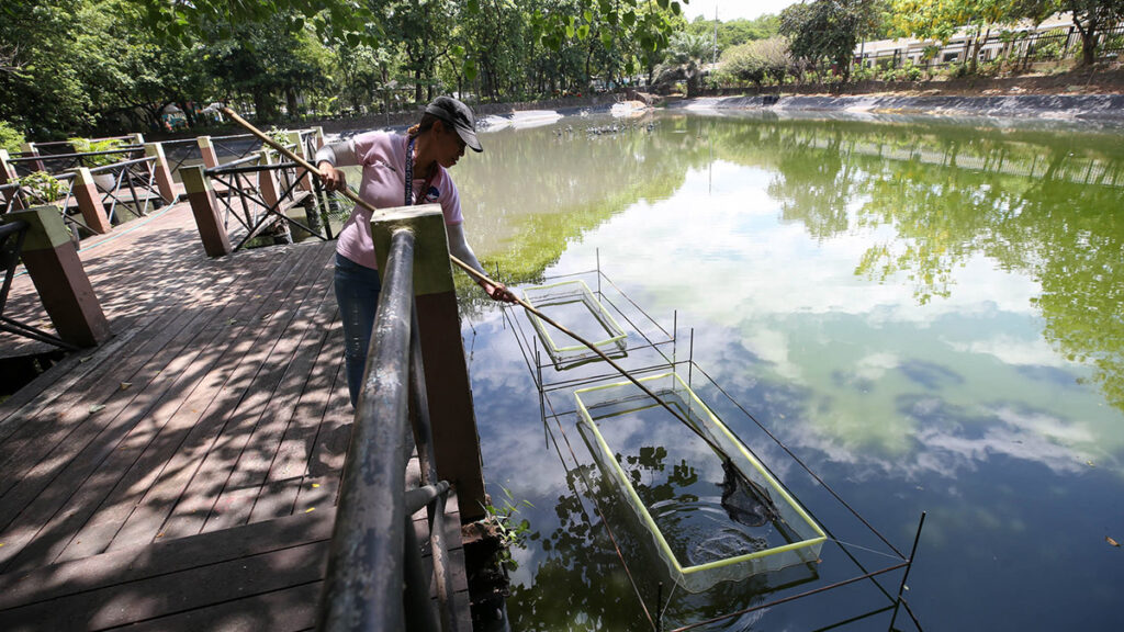 DOH warning: Heat can kill, since January, 7 are dead. GREEN SIGHT. Arlene Clamor, a staff member of Quezon City Hall’s landscape team, collects dead leaves on Sunday at a fish farm in Quezon City Hall Park and Lagoon, one of several green spaces in the city that provide some relief from the intense El Niño weather. LYN RILLON