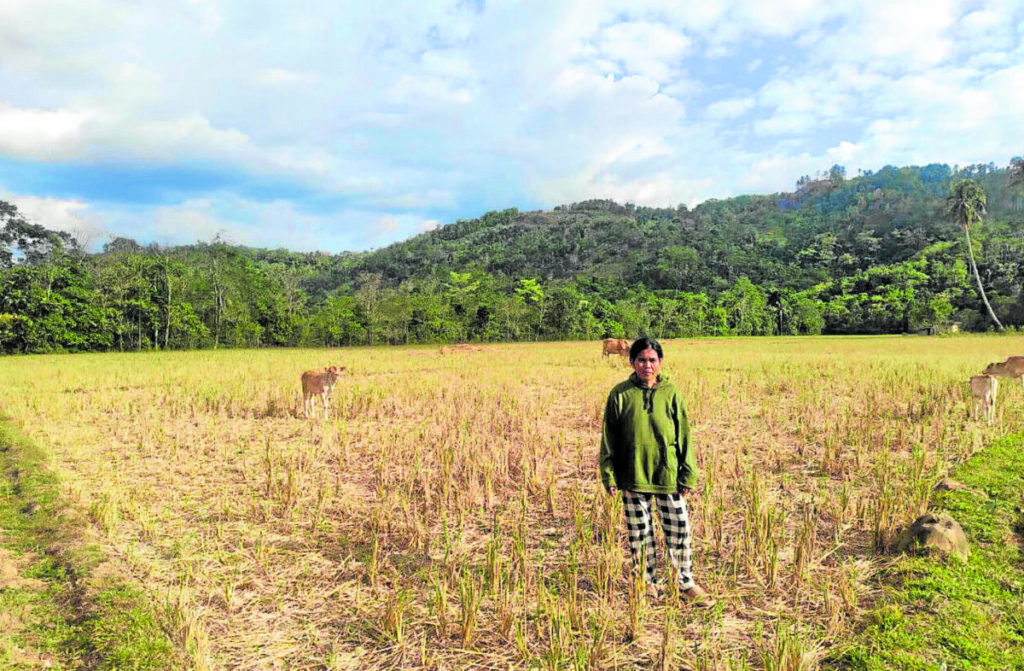 ALL DRY A farmer in Pagadian City in Zamboanga del Sur province visits her rice farm, nowall dried up due to the absence of rain amid the El Niño weather phenomenon. The Zamboanga Peninsula is among the 11 regions in the country worst hit by the dry spell and drought.
