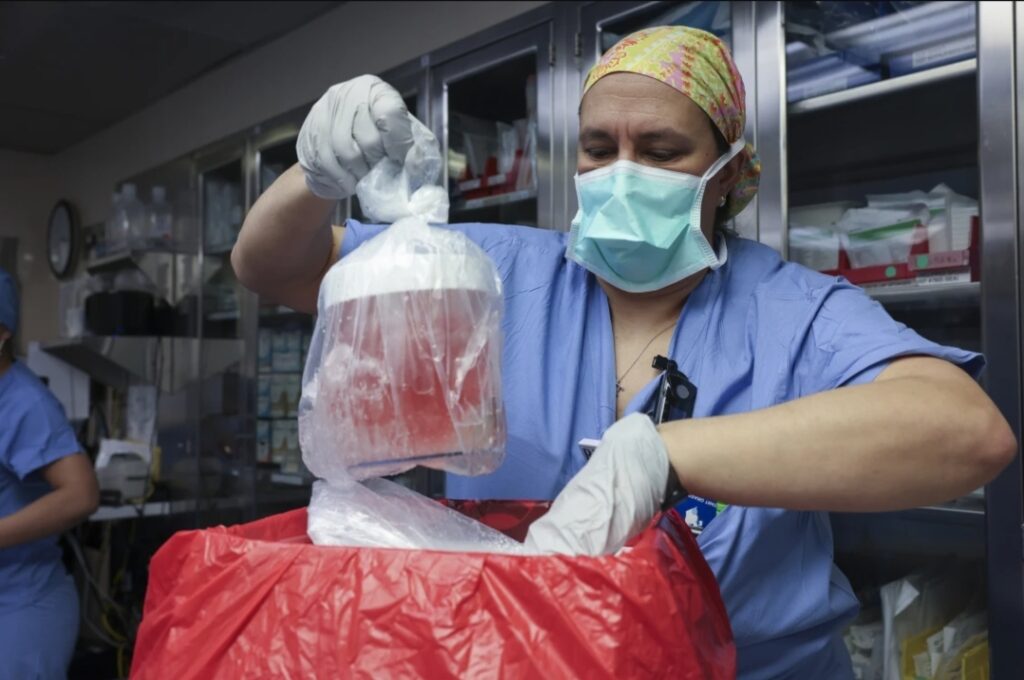 FILE - Melissa Mattola-Kiatos, RN, nursing practice specialist, removes the pig kidney from its box to prepare for transplantation at Massachusetts General Hospital, March 16, 2024, in Boston. Richard “Rick” Slayman, the first recipient of a genetically modified pig kidney transplant, has died nearly two months after he underwent the procedure, his family and the hospital that performed the surgery said Saturday, May 11.