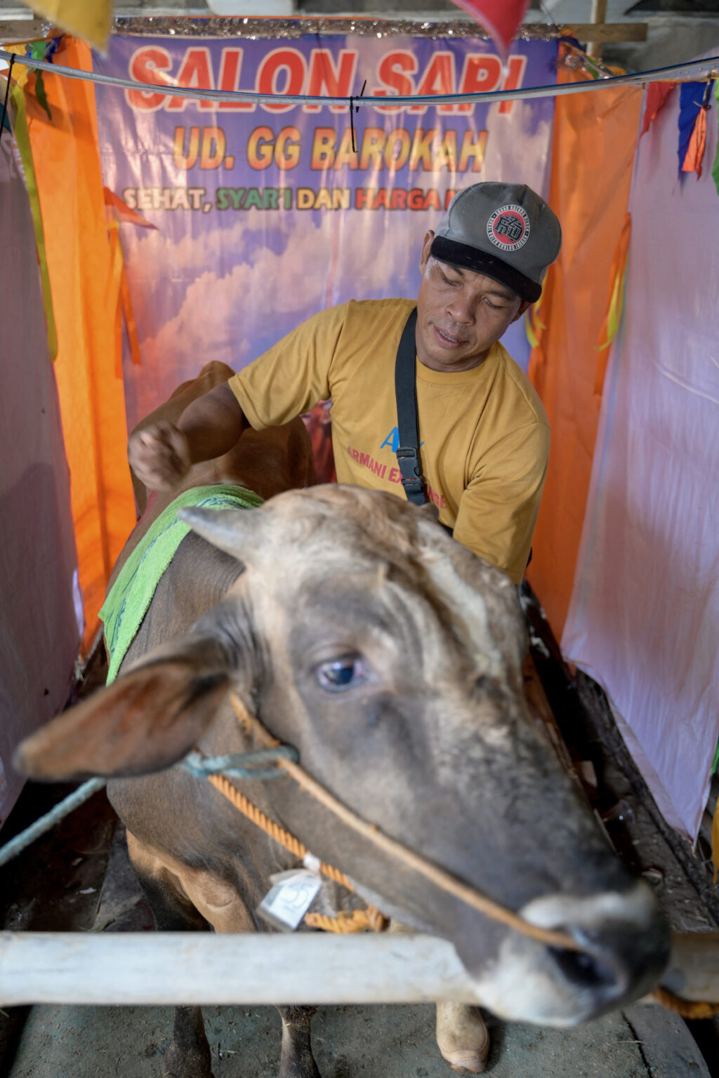 Sumarwan massages a brown cow at his "cow salon" in a makeshift livestock market in Jakarta on June 12, 2024, ahead of the Islamic holiday of Eid al-Adha when the animals are slaughtered and the meat shared with the poor. Under a highway in the Indonesian capital Jakarta, a brown cow stood calmly as masseur Sumarwan got to work, clenching his fist to beat the animal's legs and help it relax ahead of its sacrifice. | AFP