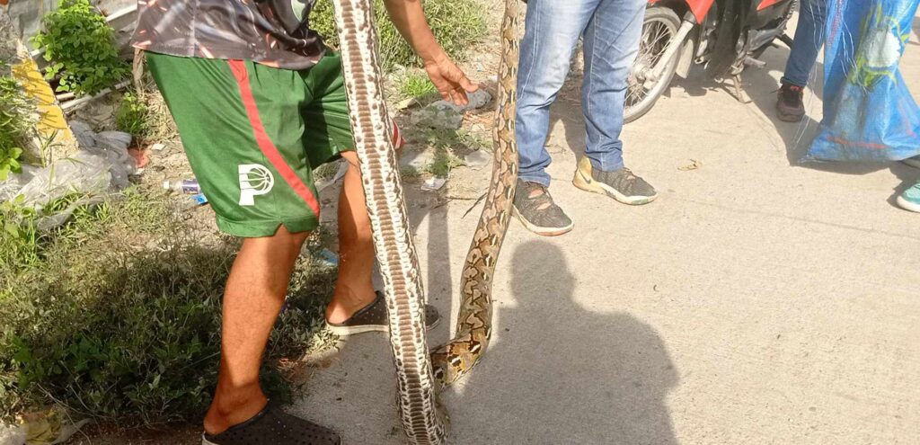 Python rescued in Talisay City
