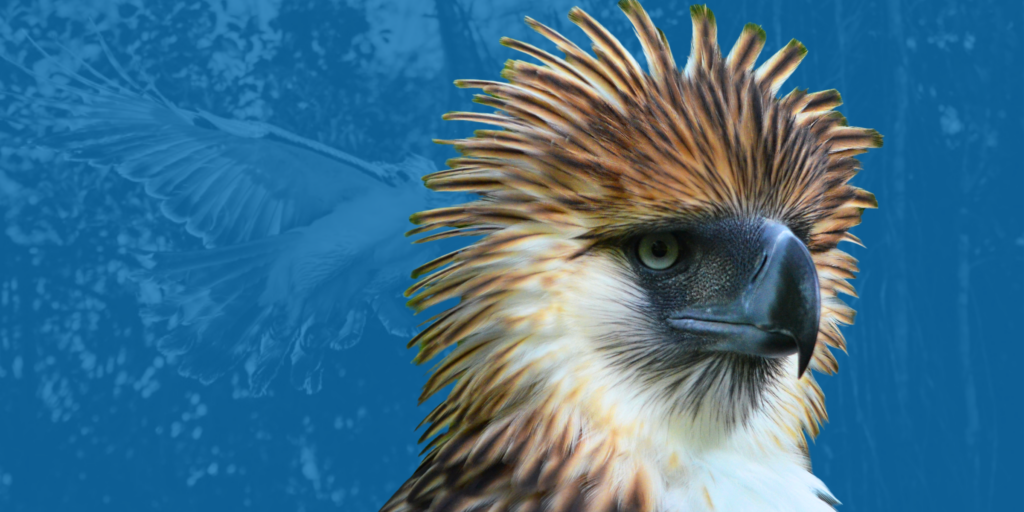 Philippine Eagle Week: Interesting facts about the rarest bird of prey