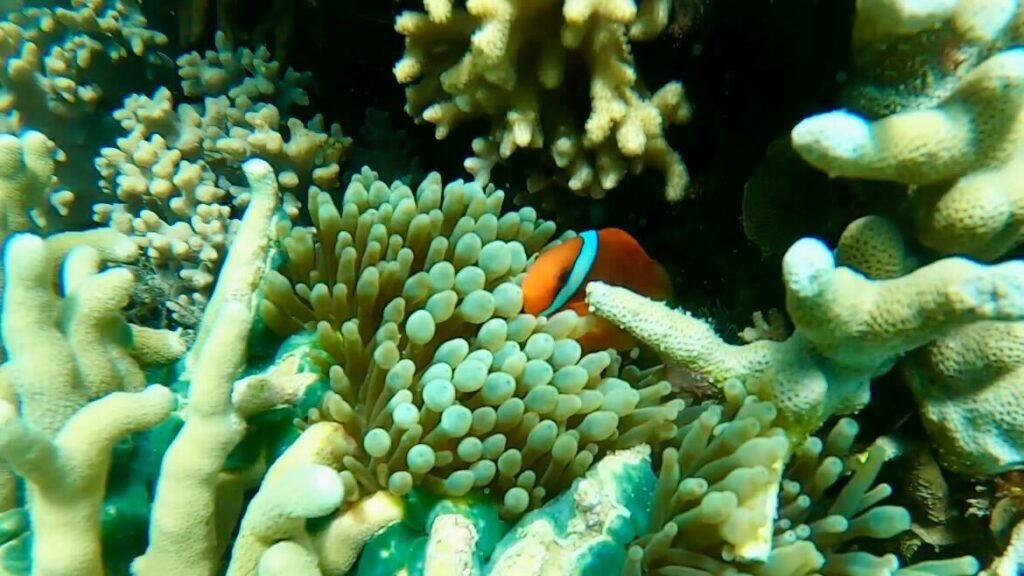 A clownfish plays hide and seek in the corals seen under the sea in the Island.