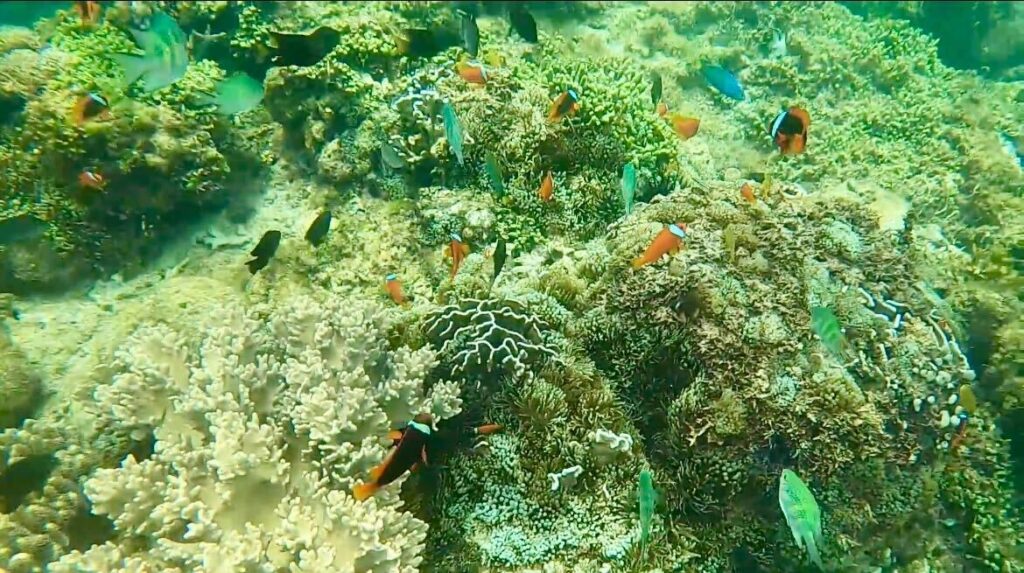 Rich marine life and its diversity can be experienced first hand in this Bohol island.