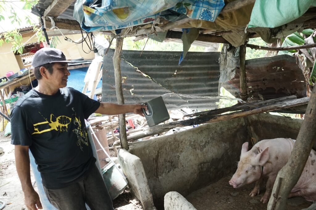 Arnulfo attends to his hogs daily to ensure that they are clean and secured.