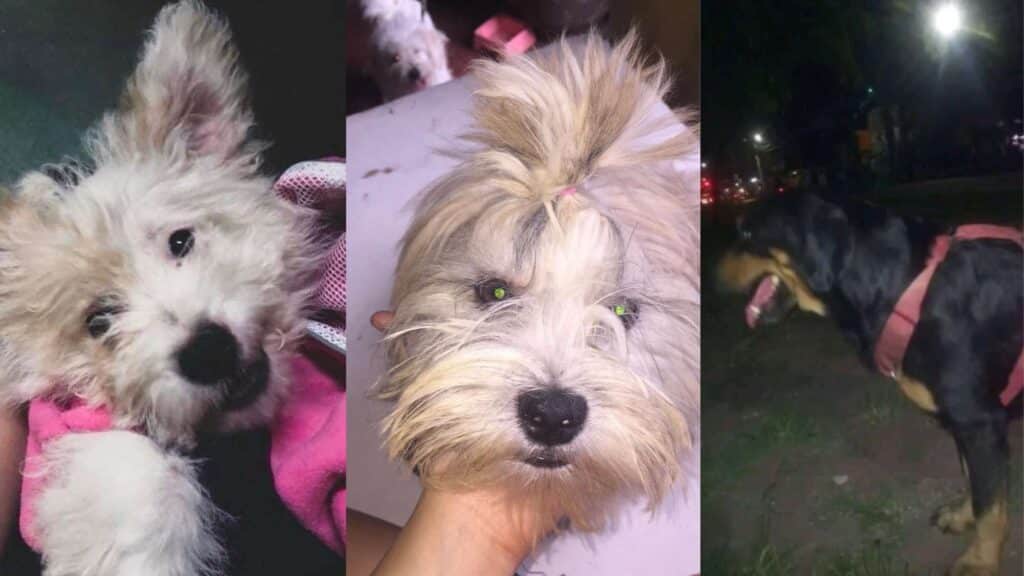 Losing a pet: How to cope with the heartbreak. Ariana and Justin (right side) and Jack (left side) Photo: Contributed photos