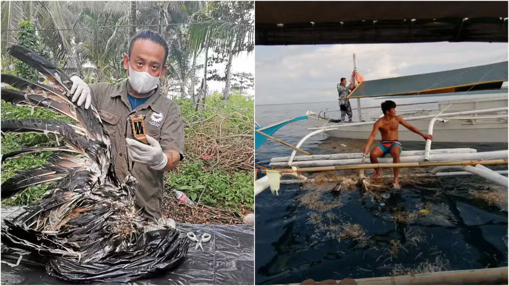 'Uswag,' PH eagle, strays from Leyte forests, drowns off Cebu. SEARCH OVER: Philippine Eagle Foundation (PEF) senior biologist Rowell Ron Taraya checks on “Uswag’s” solar-powered transmitter, which is key in locating where the eagle crashed and was recovered on Saturday in the waters off Pilar town on Camotes Islands, Cebu, by Philippine Coast Guard and PEF personnel, and volunteers. —PHOTOS BY JOSELLE R. BADILLA