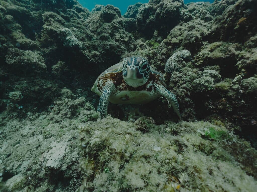 Freediving instructor: How to appreciate Cebu’s rich marine life. Marine life and conservation in Moalboal. | Niccolo Stevens 