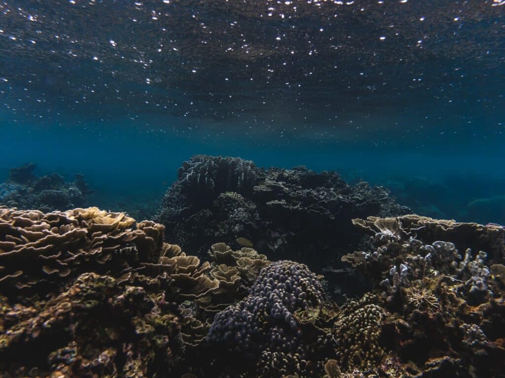 Freediving instructor: How to appreciate Cebu’s rich marine life. Marine life awareness and conservation in Moalboal