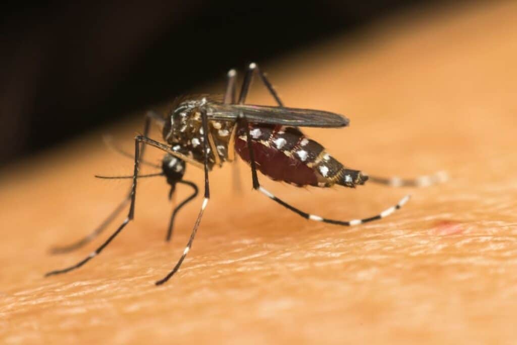 Mandaue dengue task force reactivated ... dengue cebu