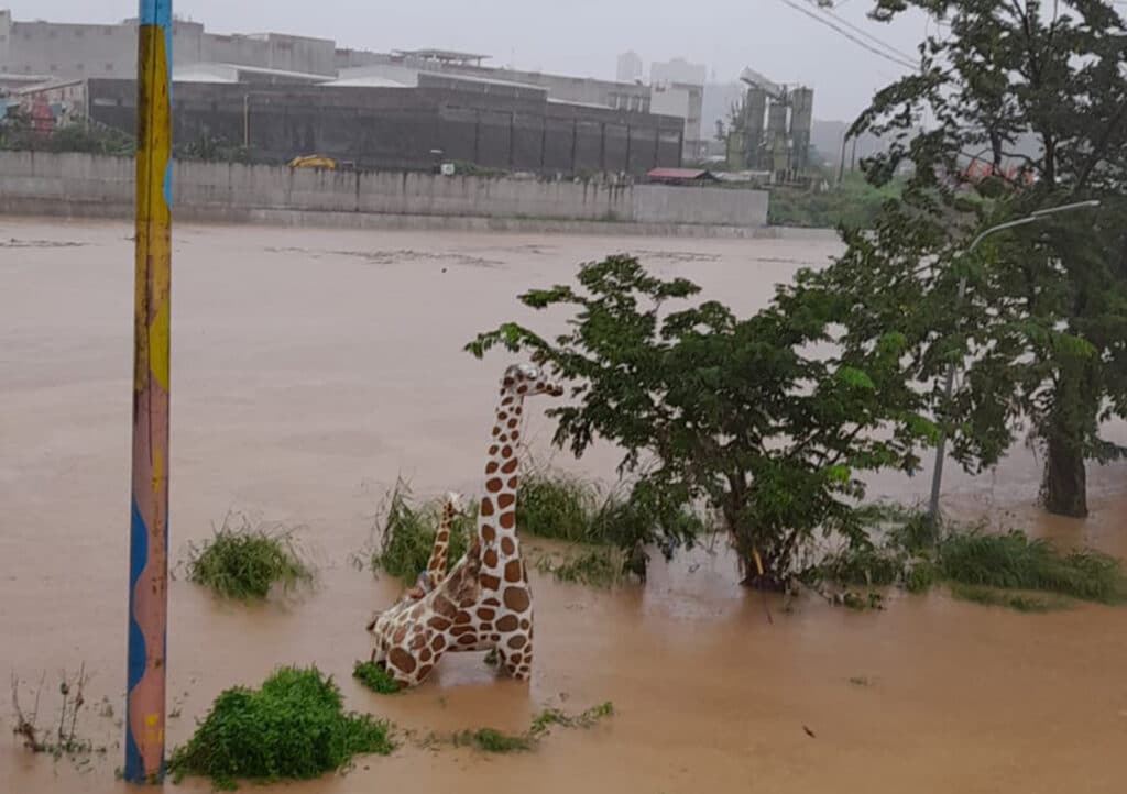 Tropical Storm Enteng: 10 confirmed dead by NDRRMC. In photo are two giraffe statues seeming to be crying for someone to rescue them at the height of the flood in Marikina, after the river reaches the second alarm at 17.1 meters due to Tropical Storm Enteng (international name: Yagi). The enhanced southwest monsoon, locally termed habagat, added to the flood woes in the city on Monday, September 2, 2024. The National Disaster Risk Reduction and Management Council (NDRRMC) on Tuesday, September 3, the typhoon killed 10 people. | PHOTO: Arlene Lim / INQUIRER.net