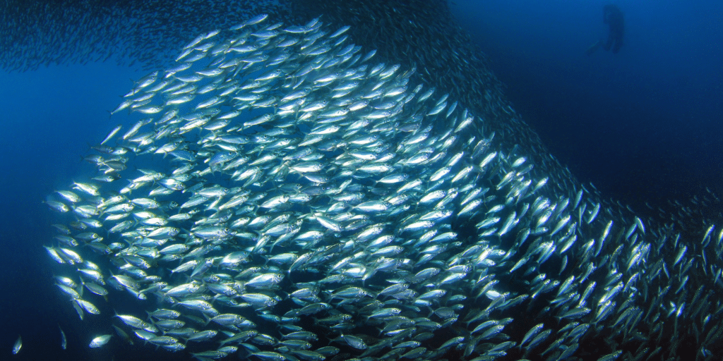 Moalboal’s sardine run beach among Southeast Asia’s best