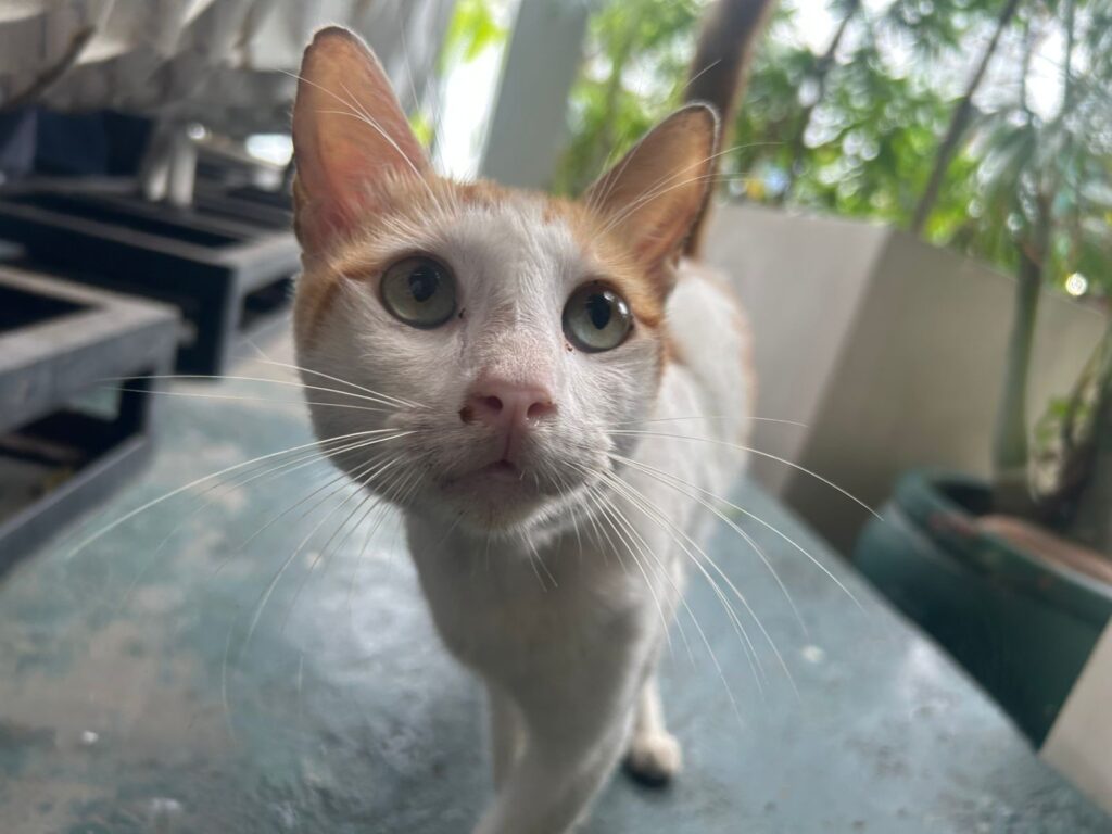 Furry friends join Comelec’s first day of COC filing