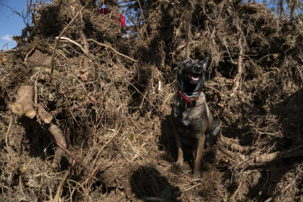 Drowned by hurricane, remote N. Carolina towns struggle for water. IN PHOTO is Cheryl Phillips' 3-year-old cadaver dog Kite sitting, indicating that there is a body buried in the rubble, during a search in the aftermath of Hurricane Helene in Burnsville, North Carolina, on October 5, 2024. | Photo by Allison Joyce / AFP