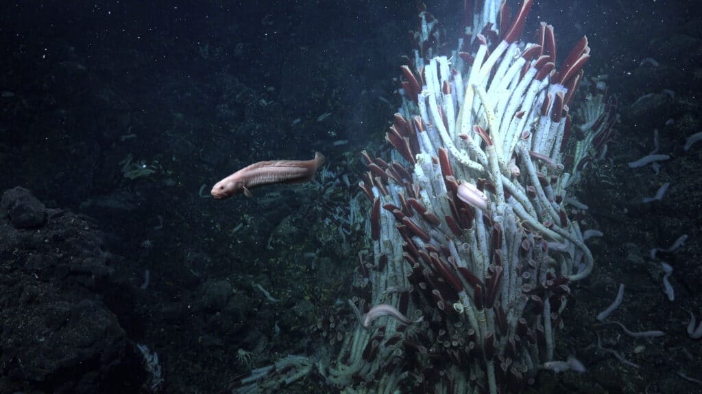 Scientists unveil life under seafloor: Tubeworms, weird creatures. In this photo provided by Schmidt Ocean Institute, an eelpout swims by a tower of tubeworms at the Tica Vent, a site on the East Pacific Rise 2,500 meters deep. (Schmidt Ocean Institute via AP)