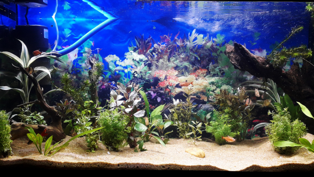 Visayan Electric Co.: Power-saving tips for aquarium owners