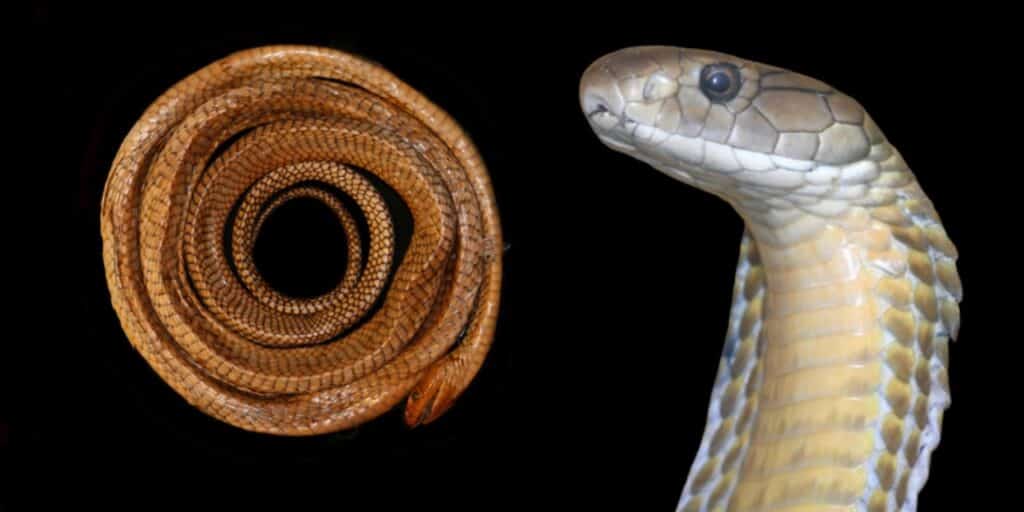 Researchers identified a new king cobra species that’s endemic only in the Philippines. It’s called the Luzon king cobra (Ophiophagus salvatana). | Photo from European Journal of Taxonomy