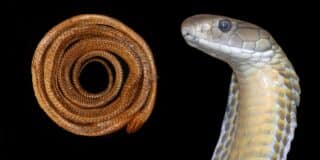 Luzon King Cobra: New species endemic in Philippines - study