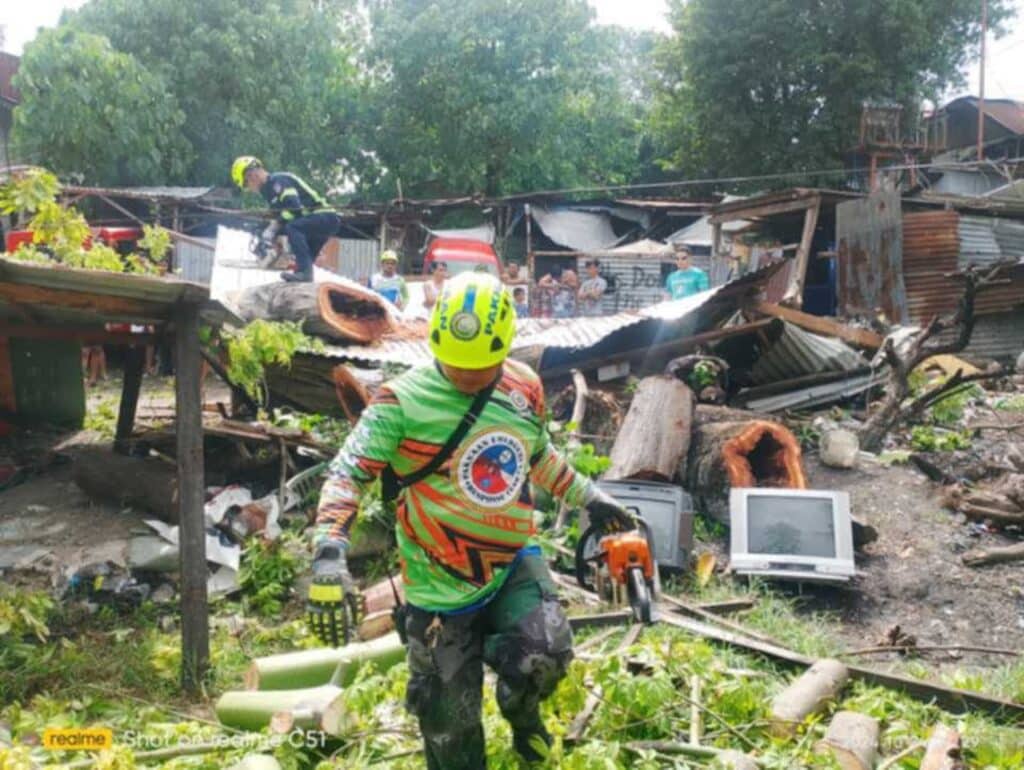 Paknaan Responders responded to the large tree that fell in Zone Sayote Barangay Paknaan on Thursday morning, Oct. 24 due to the strong winds brought by typhoon Kristine.| Bantay-Mandaue CDRRMO