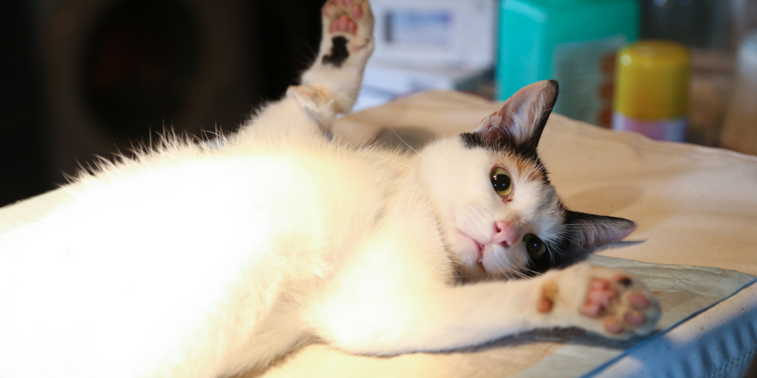 Fury in Cebu's pet community after group 'profits' over free spay