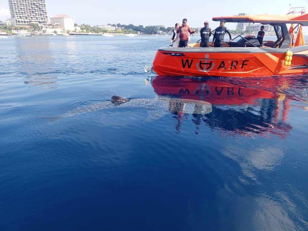 Butanding spotted in Lapu-Lapu City