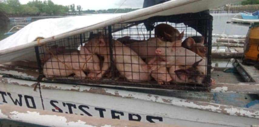 Maritime police seize 'undocumented' live hogs from Camotes