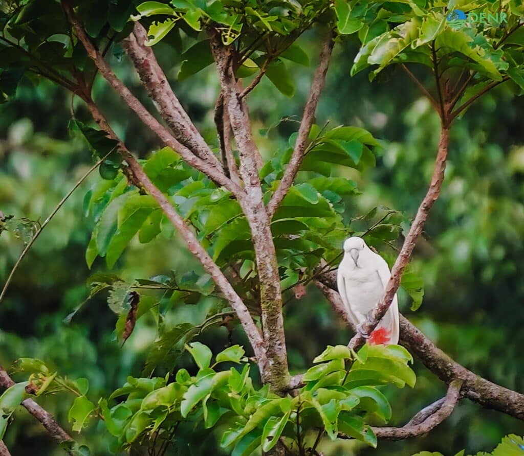 Rare Philippine cockatoo or 'abukay' sighted in Bohol