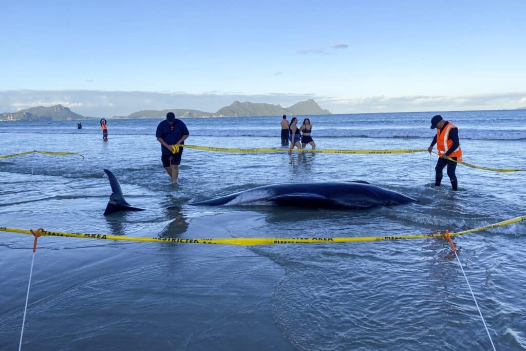 New Zealand whales