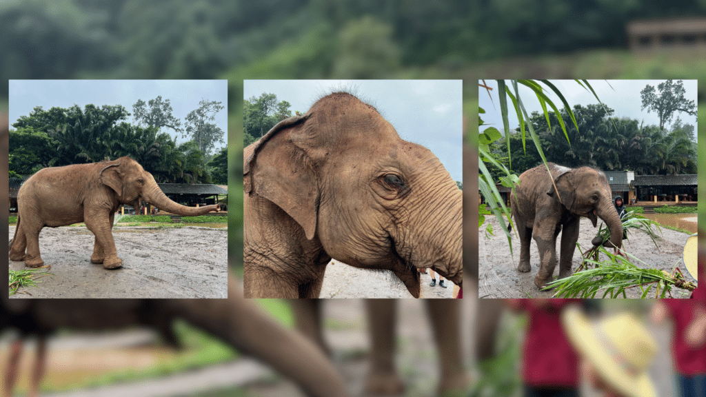 Chiang Mai elephants