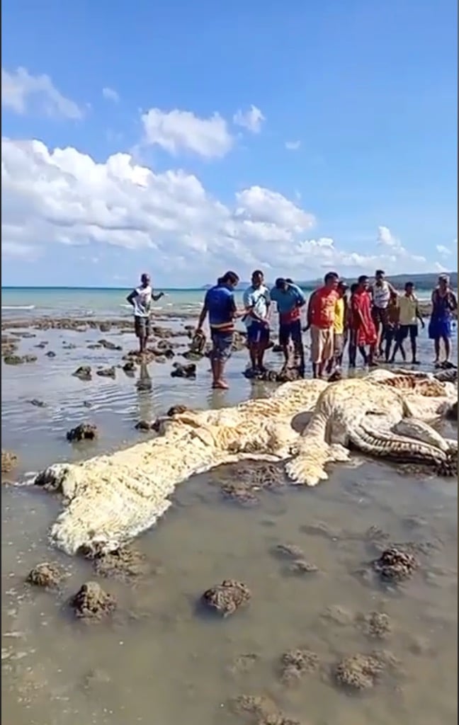 Huge carcass washed ashore in Dumanjug, Cebu; shocks residents