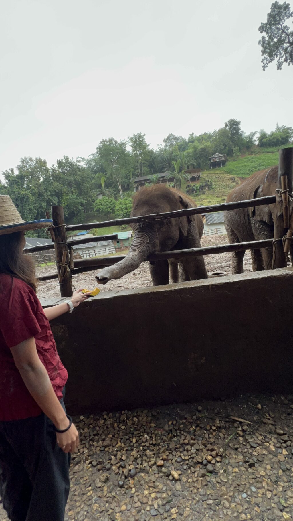 feeding elephants