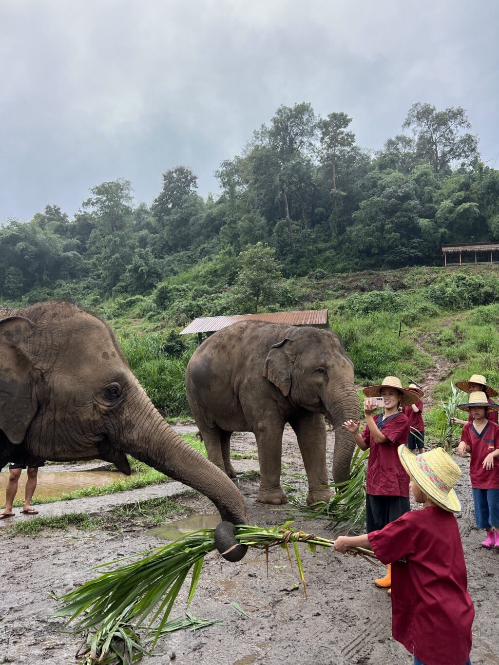 Chiang Mai elephants