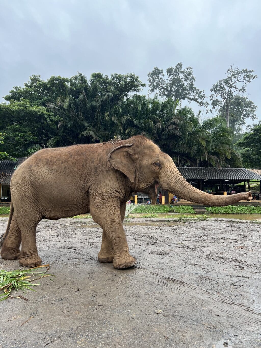 Chiang Mai elephants