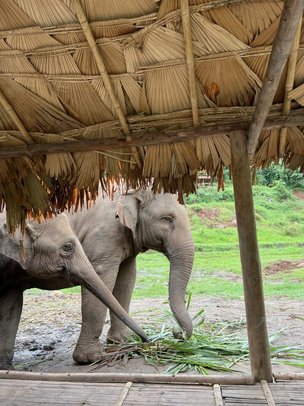 Chiang Mai elephants