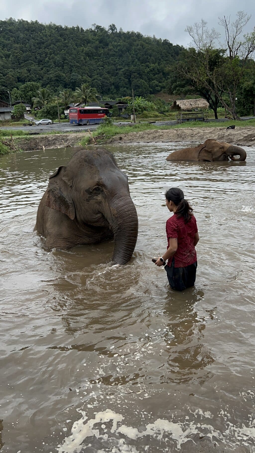 Chiang Mai elephant