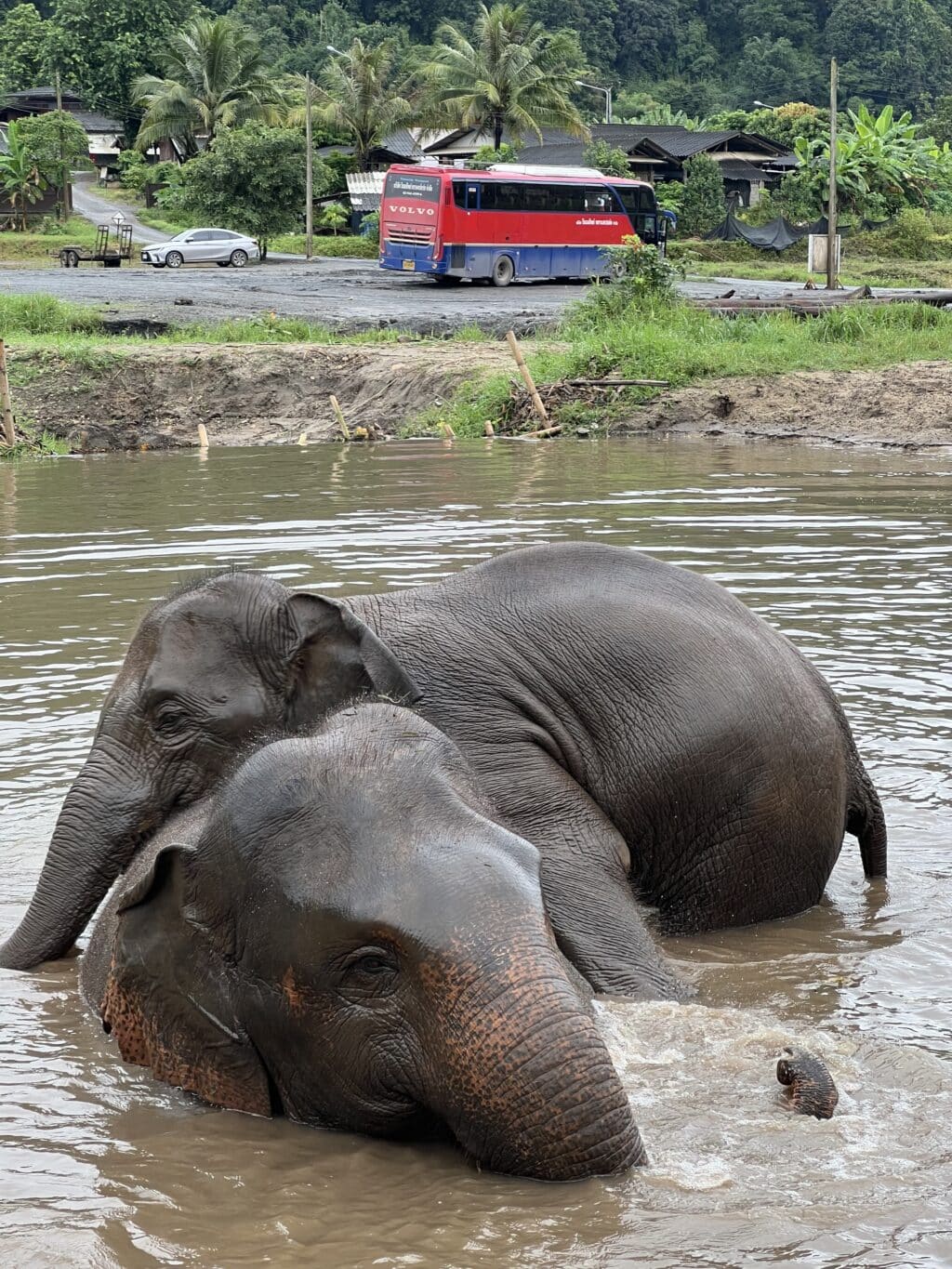 chiang mai elephants