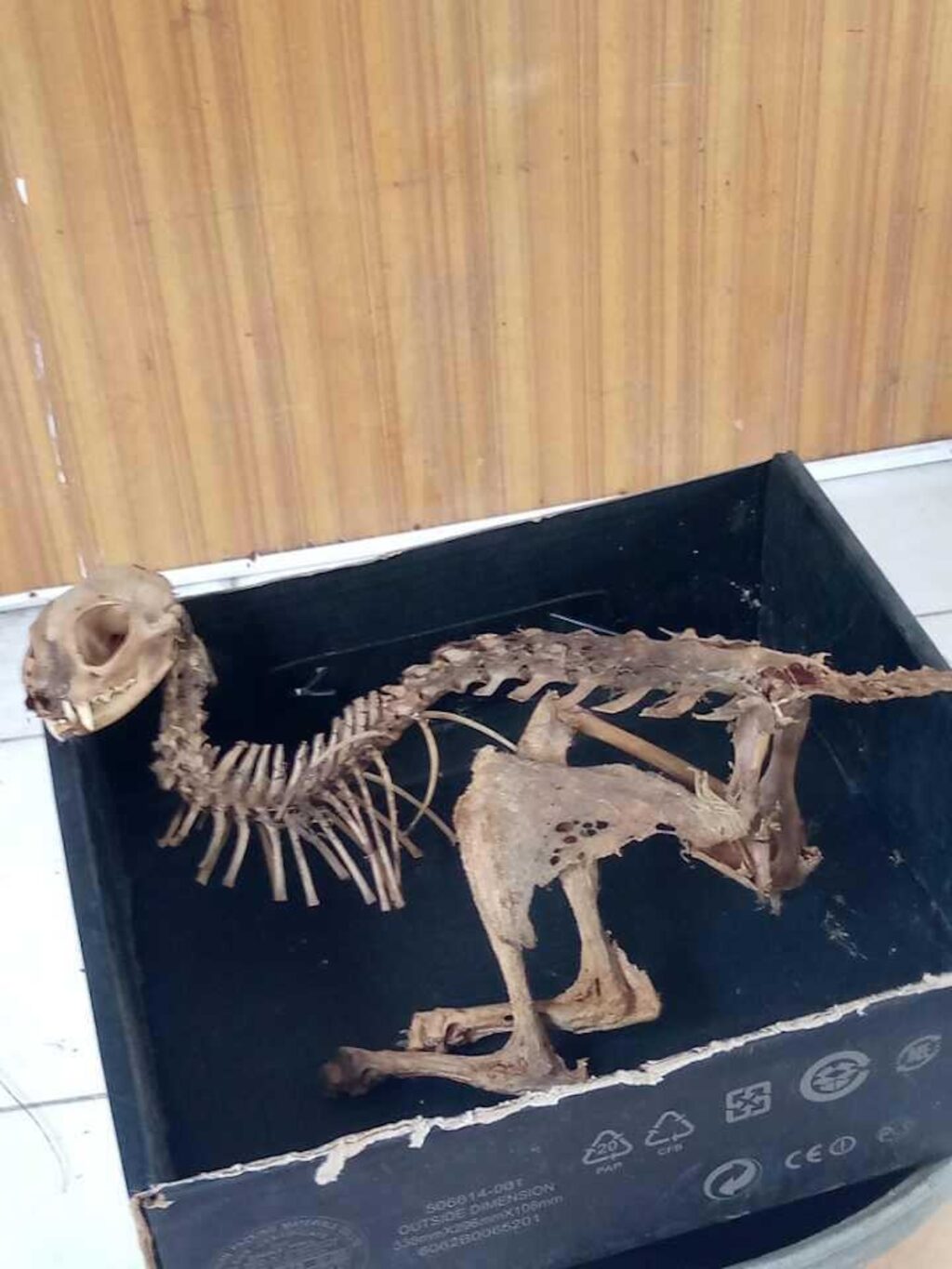 A skeleton of a creature that had yet to be identified was found intact inside a ceiling of an ancestral house in Talisay City in southern Cebu. | Futch Anthony Inso