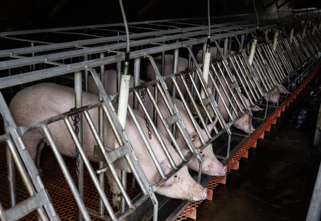 Pigs are seen in temporary cages as they wait for embryo implementation from genetically altered pigs, at Revivicor Research farm in Blacksburg, Virginia, on November 20, 2024. | Photo by Andrew Caballero-Reynolds / AFP