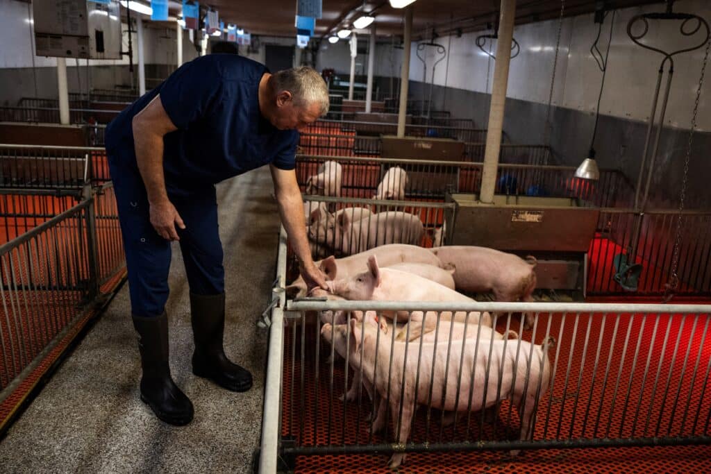 Dave Ayares, President and CSO of Revivicor, pets Young genetically altered pigs in their pens at Revivicor Research farm in Blacksburg, Virginia on November 20, 2024. | Photo by Andrew Caballero-Reynolds / AFP