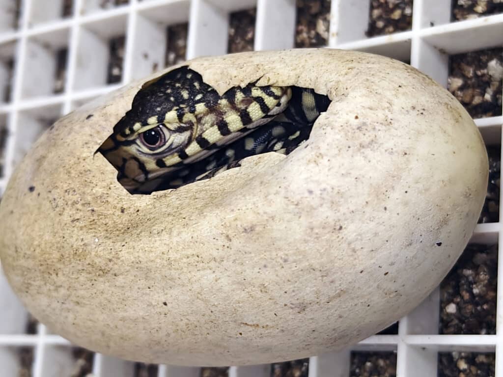 This photo provided by the Los Angeles Zoo shows a perentie lizard hatching Monday, Dec. 2, 2024, as the zoo celebrates the successful hatching of two, healthy perentie lizards (Varanus giganteus). (Byron Wusstig/Los Angeles Zoo via AP)