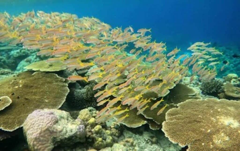 PH's Apo Reef, 2 others named newest Asean heritage parks. The vibrant underwater landscape of Apo Reef Natural Park west of Occidental Mindoro province. (Photo courtesy of ACB)