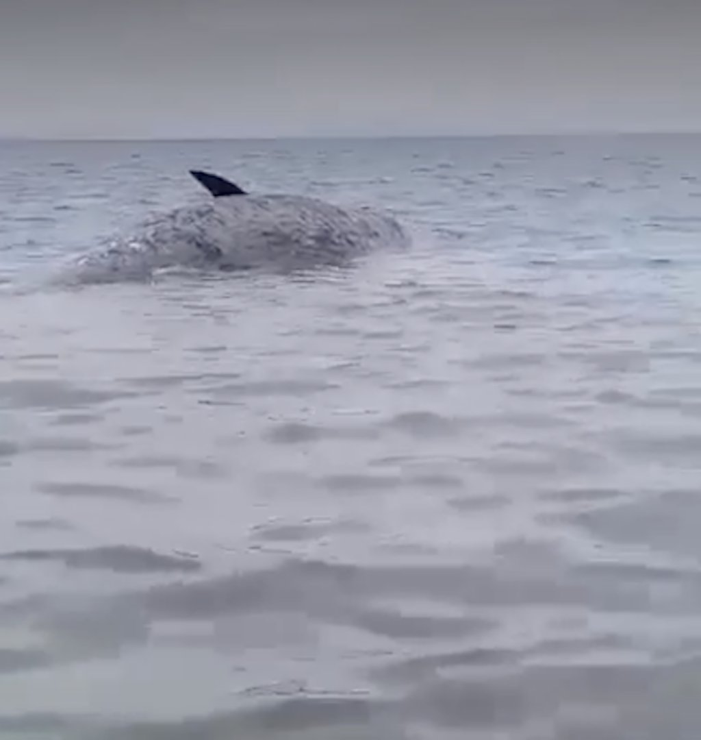 This is the carcass of the sperm whale that was found floating off the waters of Getafe town in Bohol. | screengrab from video