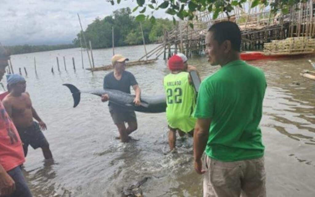 RECOVERY. A dolphin is being brought to shore after it was stranded in Sitio Pambutan, Barangay Canlargo in Bais City, Negros Oriental on Sunday (Jan. 26, 2025). The police reported two dead dolphins and three others injured after more than 30 of the marine mammals were spotted close to shore on Saturday afternoon (Jan. 25). (Photo courtesy of Bais City Police Station)