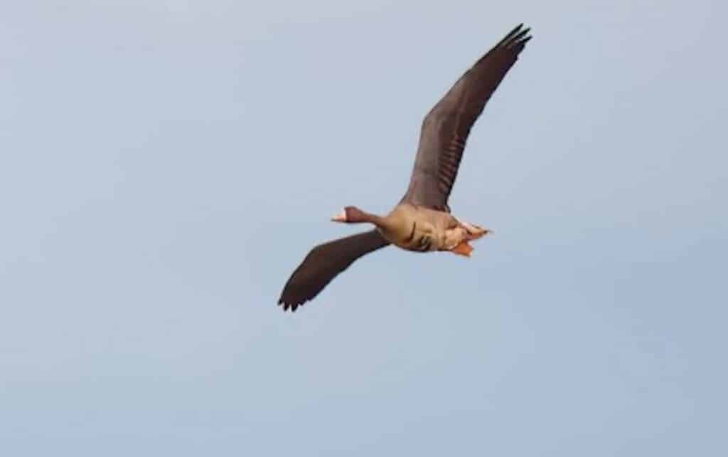 Rare greater white-fronted goose spotted in Ilocos Norte park. SPOTTED. The greater white-fronted goose, captured at Paoay Lake this January, marks a first for the area. The sighting was documented by Cecil Morella, a member of the Wild Bird Club of the Philippines. (Photo courtesy of Morella)